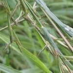 Brachypodium sylvaticumBlomma