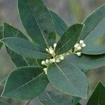 Osmanthus austrocaledonicus অভ্যাস