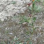 Oenothera longiflora पत्ता