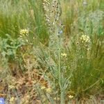 Camelina microcarpa Цвят