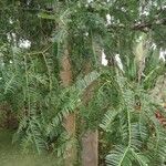 Cephalotaxus fortunei Leaf