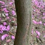 Rhododendron orbiculare Kôra