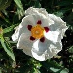 Cistus ladanifer Flor