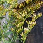 Solidago altissima ফল