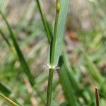 Danthonia decumbens Прочее