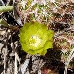 Echinocereus viridiflorus Кветка