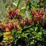 Combretum indicum Цвят