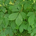 Aesculus parviflora Leaf