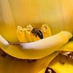 Musella lasiocarpa Flor