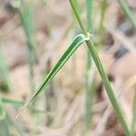 Aegilops triuncialis 叶