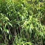 Pseudosasa japonica ഇല