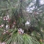 Casuarina cunninghamiana Ліст