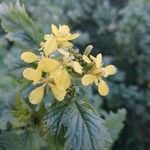 Sinapis arvensis Fula