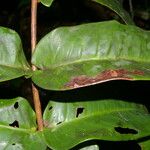 Mouriri cyphocarpa Hoja