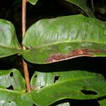 Mouriri cyphocarpa Leaf