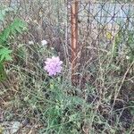 Scabiosa columbariaBlodyn