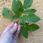 Aegopodium podagraria Leaf