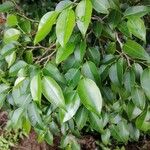 Maillardia borbonica ഇല