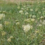 Asclepias subverticillata Flower