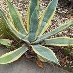 Agave americana Φύλλο