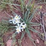 Leucocrinum montanum Flower