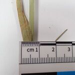 Carex atrofusca Beste bat