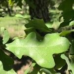 Quercus stellata Leaf