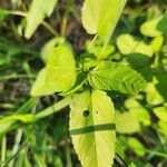 Sida spinosa Φύλλο