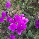 Verbena rigida Цвят