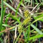 Carex oederi Flor