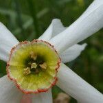 Narcissus poeticus Fleur