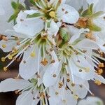 Prunus spinosaFlower