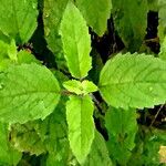 Ocimum tenuiflorum Leaf