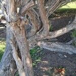 Melaleuca armillaris Bark