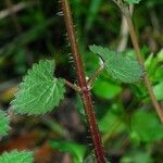 Urtica chamaedryoides خشب