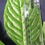 Piper simulans Leaf