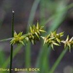 Carex elongata Fruitua