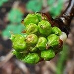 Pyrus calleryana برگ