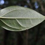 Chionanthus broomeanus Feuille