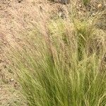 Muhlenbergia capillaris 葉