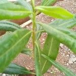 Warburgia ugandensis List