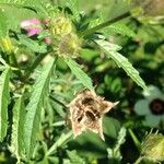 Hibiscus cannabinus Плод