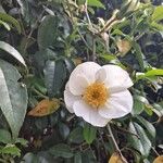 Rosa laevigata Flower