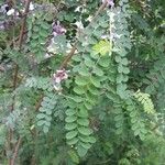 Indigofera heterantha Leaf