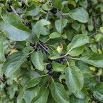 Rhamnus catharticaLeaf