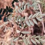 Indigofera suffruticosa ഇല