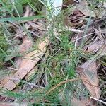 Lomandra obliqua Hoja