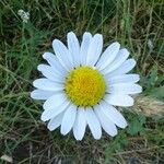 Leucanthemum laciniatum