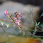 Onobrychis caput-galli Fula