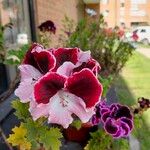 Pelargonium grandiflorum Fleur